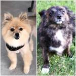 Photo of Coco & Rosie