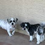 Photo of Tinkerbell Missy n Rosie