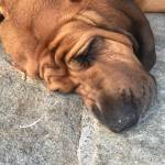 Photo of Milo / Daisy