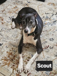 Photo of Scout