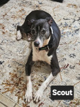 Photo of Scout