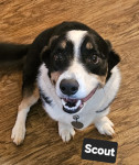 Photo of Scout