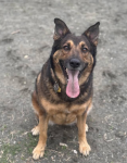 Photo of Penny