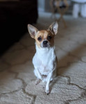 Photo of Cooper