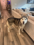 Photo of Shadow