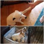 Photo of Mia, Ivy, Daisy