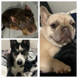 Photo of Paris, Eris, Sevin