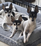 Photo of Enzo, Sophia, & Dante