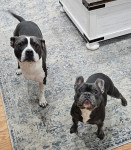 Photo of Warrior & Spartacus