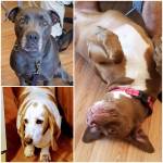 Photo of Reina, Willow & Aggie