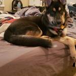 Photo of Blaidd & Tobo