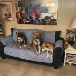 Photo of Tony, Snuffles, Penny & Max