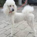 Photo of Finnigan and Oliver