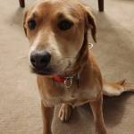 Photo of Tuta & Toby