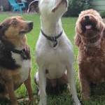 Photo of Blue, Reese & Seven