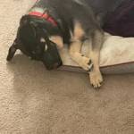 Photo of Aria & Watson