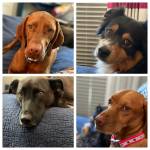 Photo of Tebow, Solo, Chance, Tucker