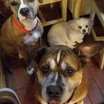 Photo of Blazer, Bella & Bg