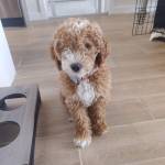 Photo of Teddy & Ozzy