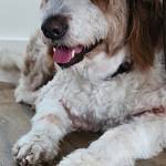 Photo of Ziggy & Bell