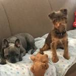 Photo of Mazie & Bradley