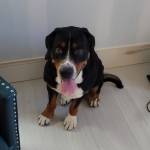 Photo of Murphy & Billie