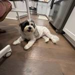 Photo of Lola / Rascal