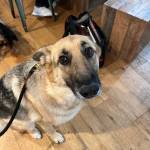 Photo of Dani / Bearington