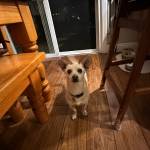 Photo of Pinky / Luna