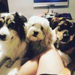 Photo of Kato, Thomas & Harley