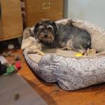 Photo of Gizmo & Doodle