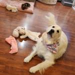 Photo of Chloe & Whiskey