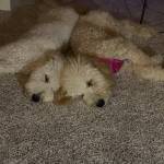 Photo of Luna & Charli