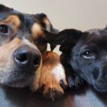 Photo of Chance & Kobe