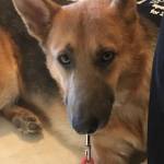 Photo of Daisy /Kira