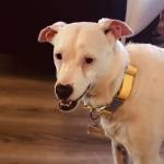 Photo of Little Radar   Deaf Dog