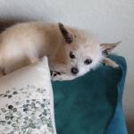 Photo of Henry, Horse Taco & Foxy