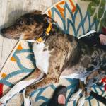 Photo of Monroe & Cochie