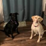 Photo of Kona and Sunny