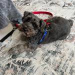 Photo of Bailey / Roswell