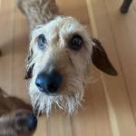 Photo of Figgy / Franny