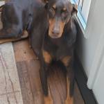 Photo of Enzo & Roxie