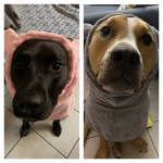 Photo of Kuro and Thor