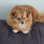 Photo of Twinkle & Barkley