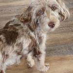 Photo of Bruno & Penny