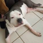 Photo of Zuko, Bubba & Titus