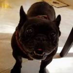 Photo of Henry & Daisy