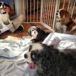 Photo of Riley, Clemmie, Schuyler & Bess