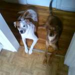 Photo of Blossom and Amber