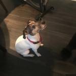 Photo of Bentley and Harley